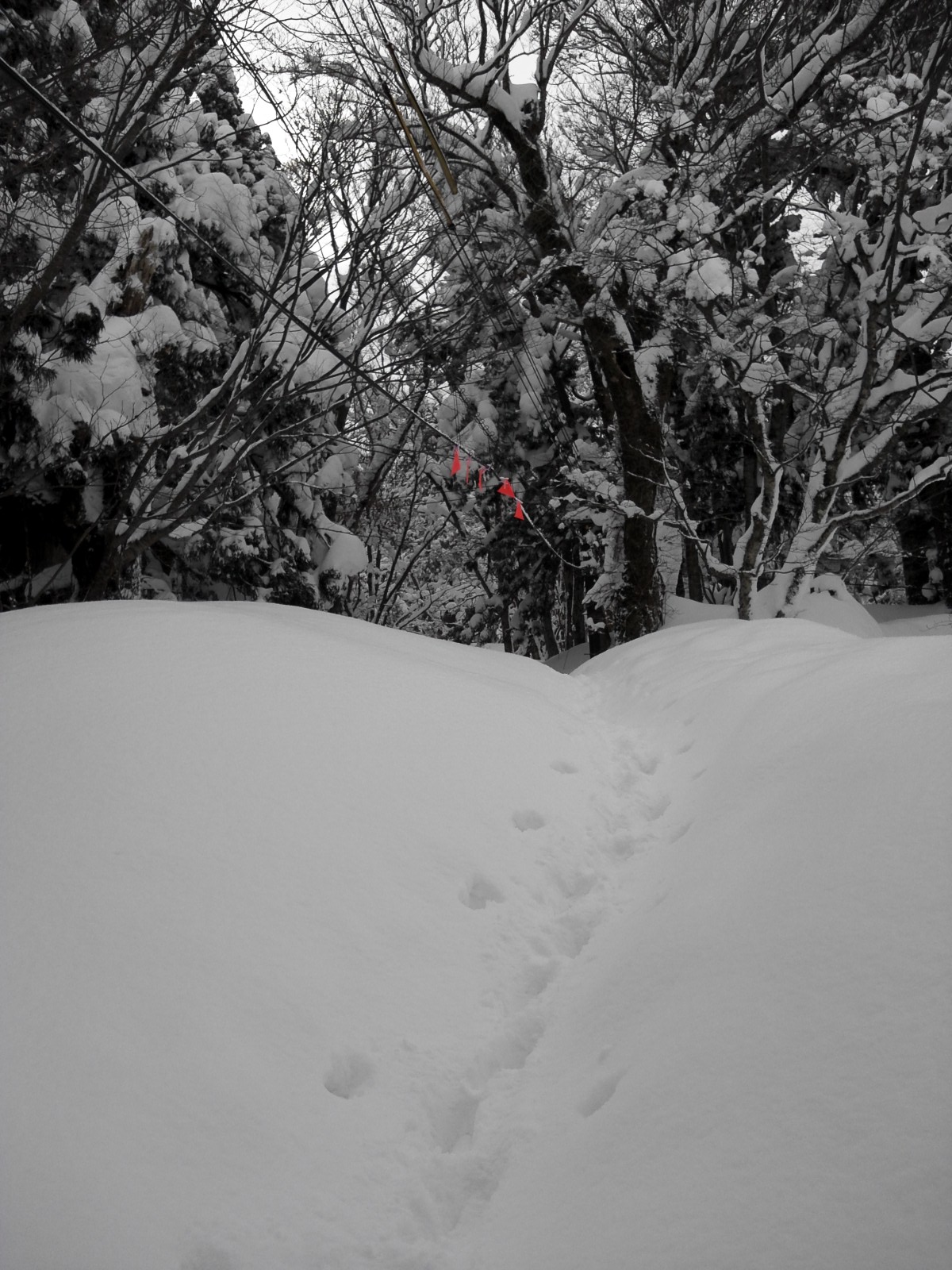 20120131大山登山2